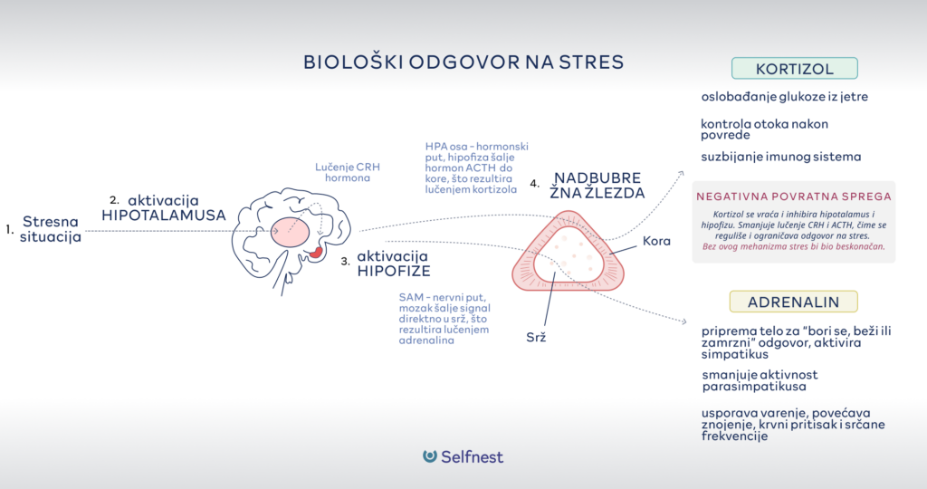 biloški odgovor na stres